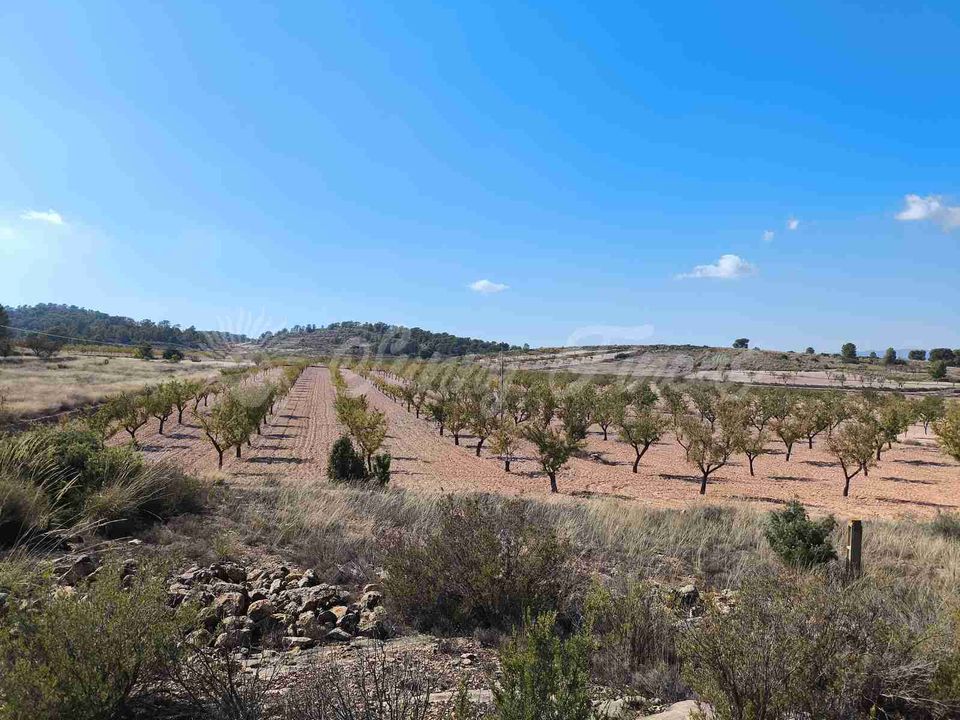 Helårsgrund i Jumilla, Murcia - foto 1